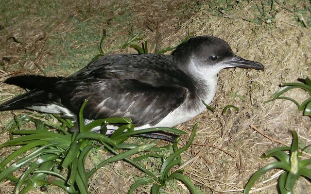 Manx Shearwater reference