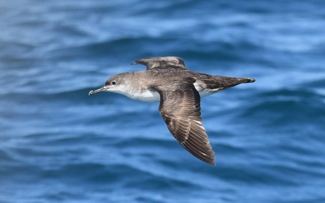 Yelkouan Shearwater reference