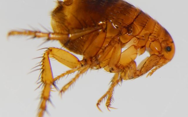 Human Flea reference