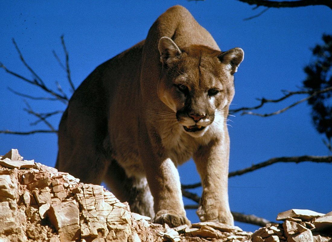 Mountain Lion reference