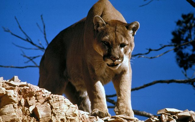 Cougar reference