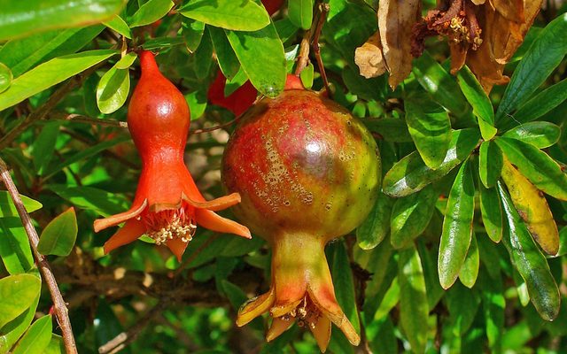 Pomegranate reference