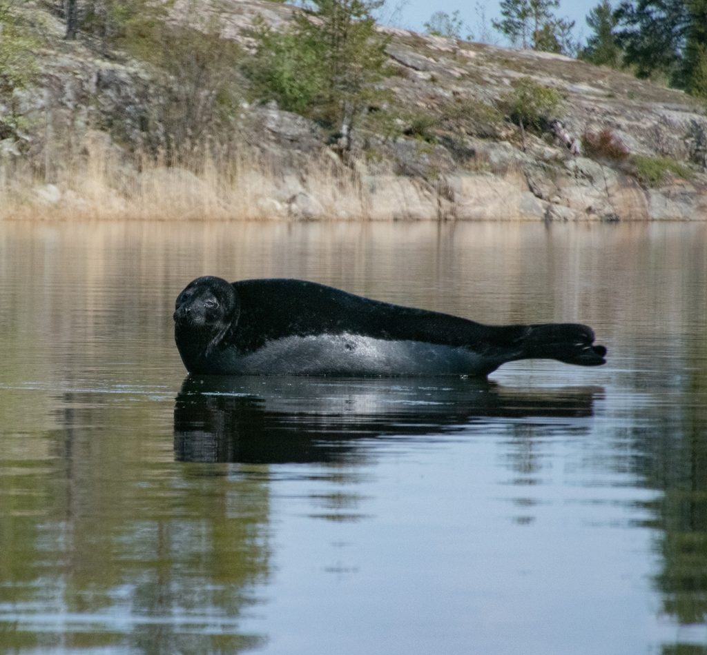 Ladoga Ringed Seal reference