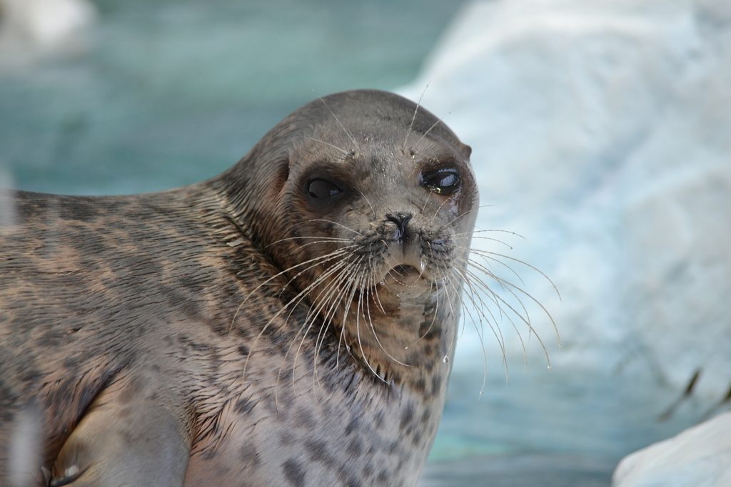 Ringed Seal reference