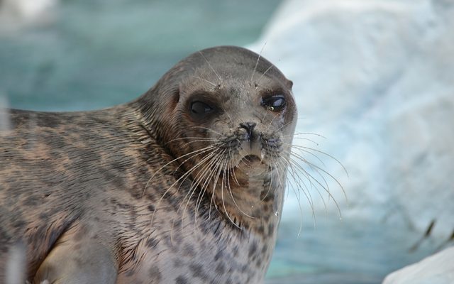 Ringed Seal reference