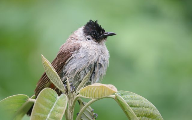 Sooty-headed Bulbul reference