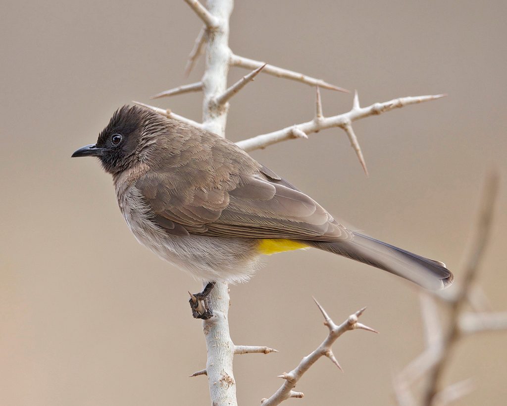 Common Bulbul reference