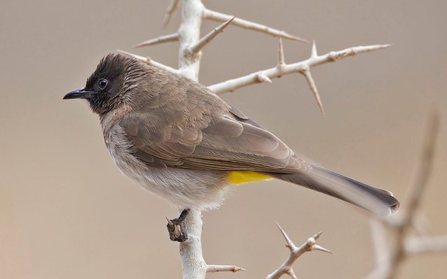 Common Bulbul reference