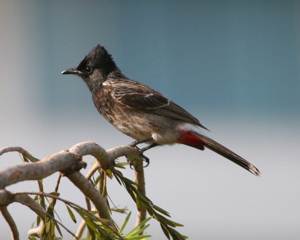 Red-vented Bulbul reference