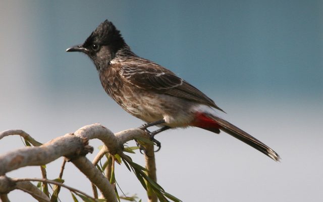 Red-vented Bulbul reference