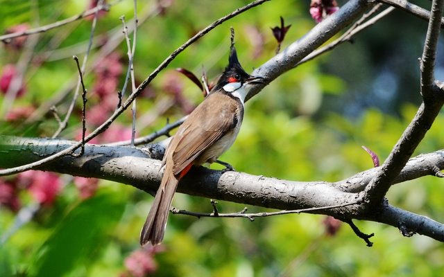 Red-whiskered Bulbul reference