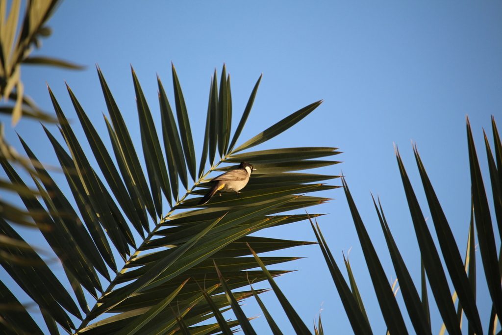 White-eared Bulbul reference