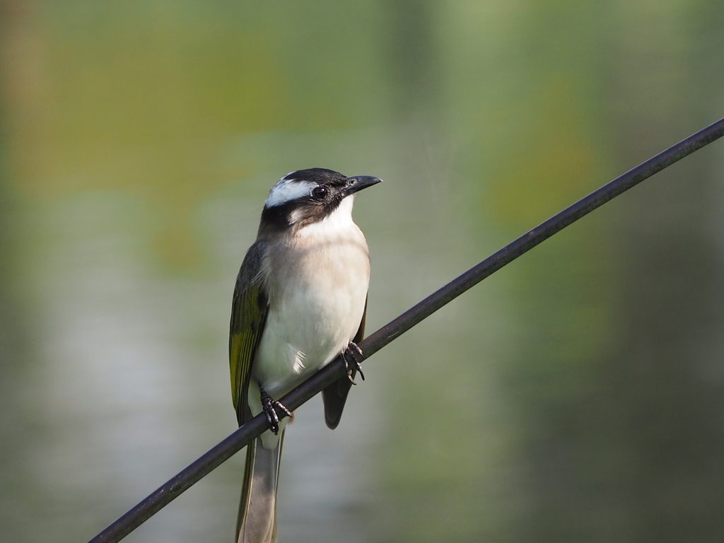Light-vented Bulbul reference