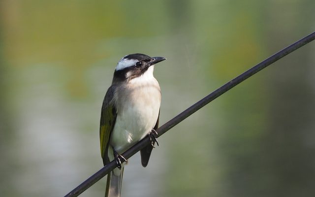 Light-vented Bulbul reference