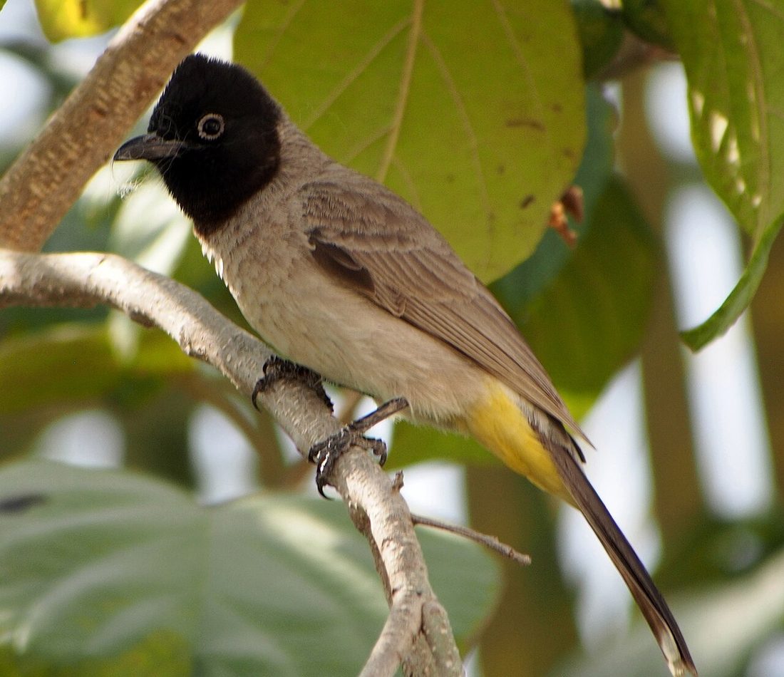White-spectacled Bulbul reference
