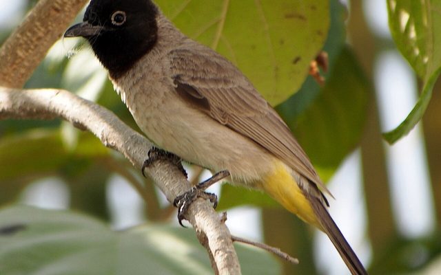 White-spectacled Bulbul reference