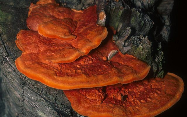 Cinnabar Polypore reference