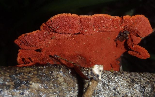 Tropical Cinnabar Polypore reference