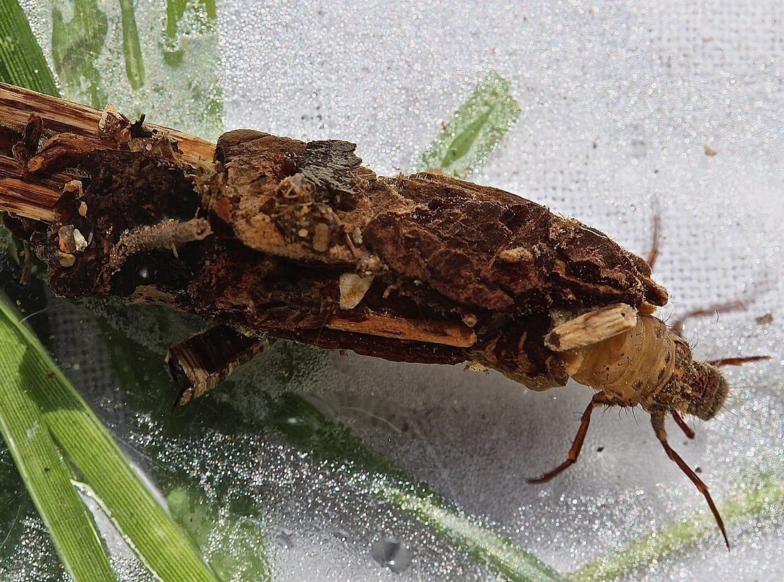 Pycnopsyche scabripennis reference