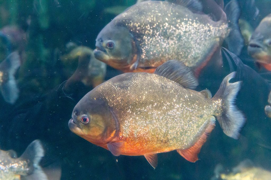 Redbelly Piranha reference