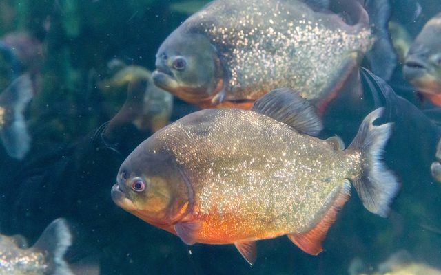 Red-Bellied Piranha reference