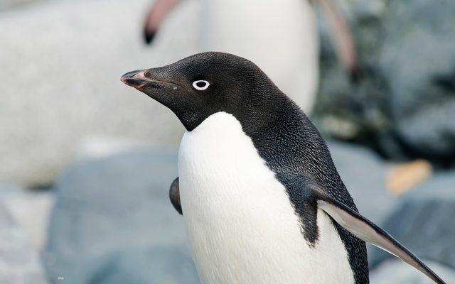 Adélie Penguin reference