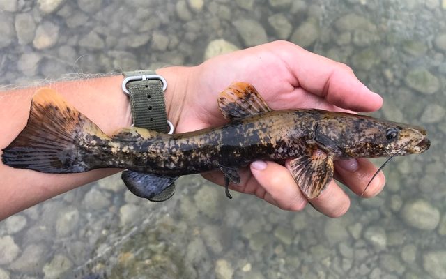 Flathead Catfish reference