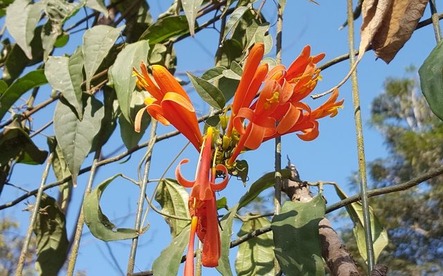 Flame Vine reference