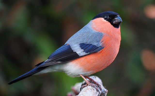 Eurasian Bullfinch reference