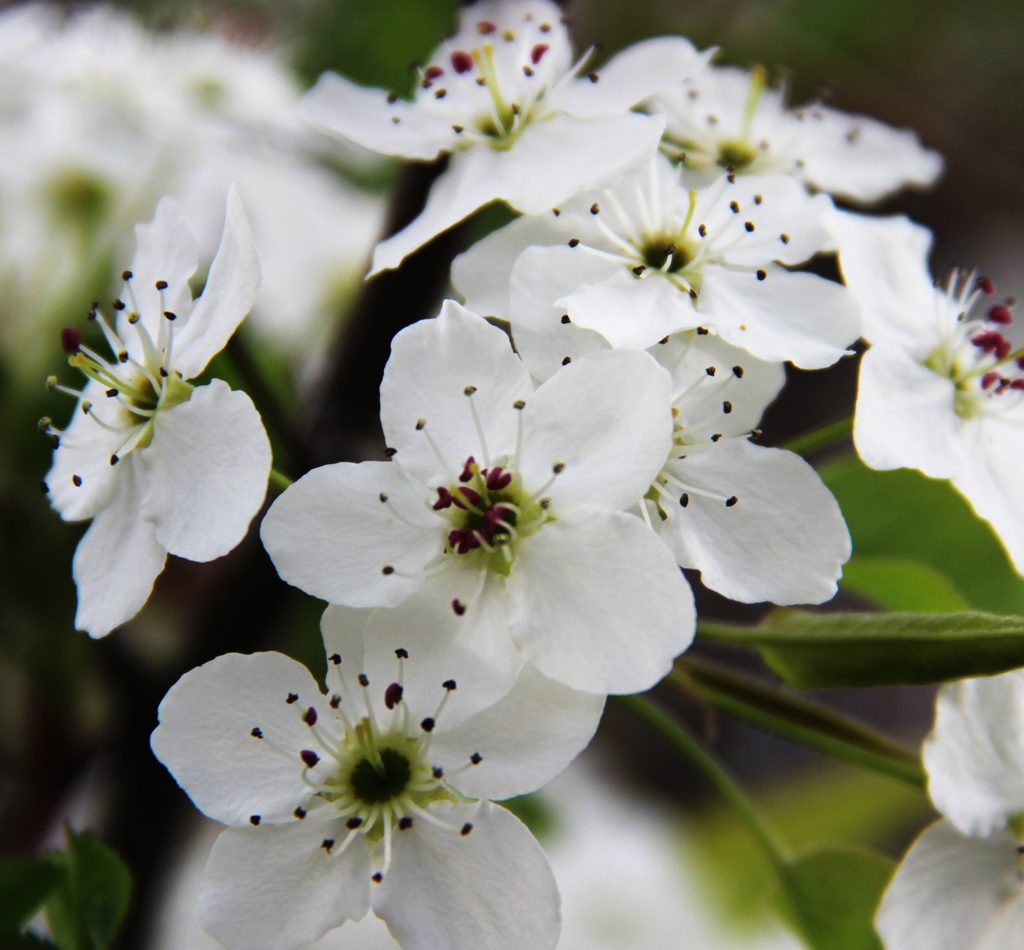 Pyrus calleryana reference