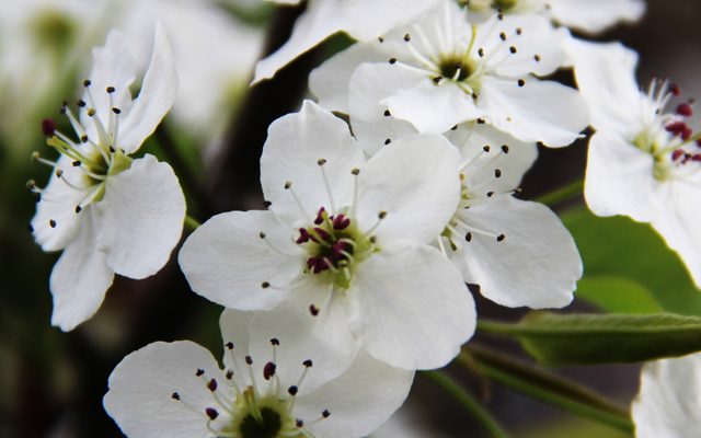 Callery Pear reference