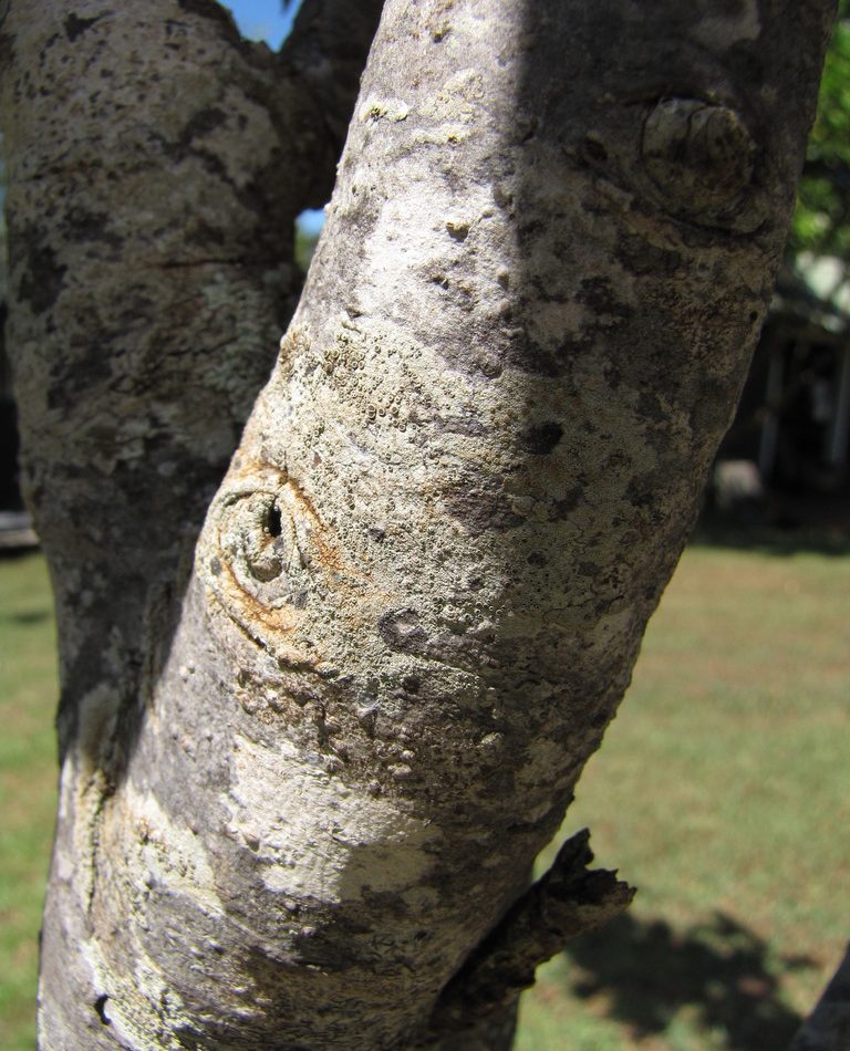 Pyrus pyrifolia reference