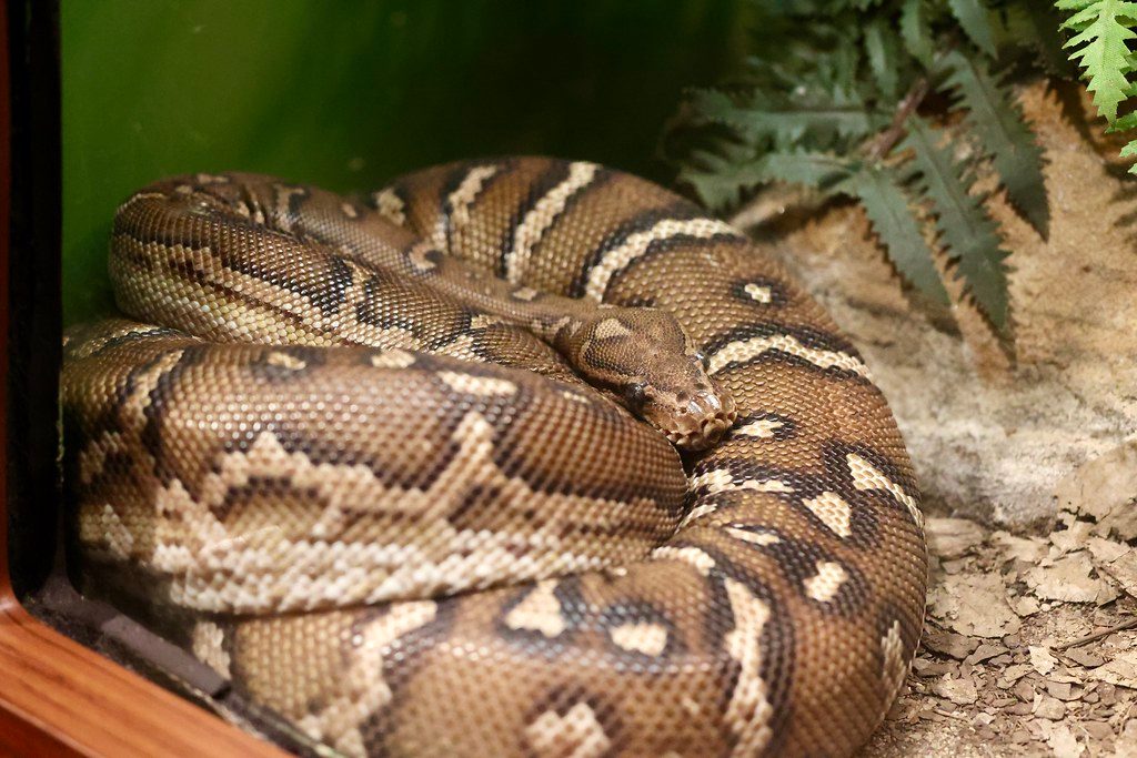 Angolan Python reference