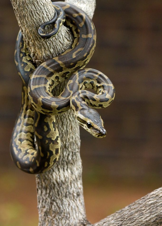 Python bivittatus reference
