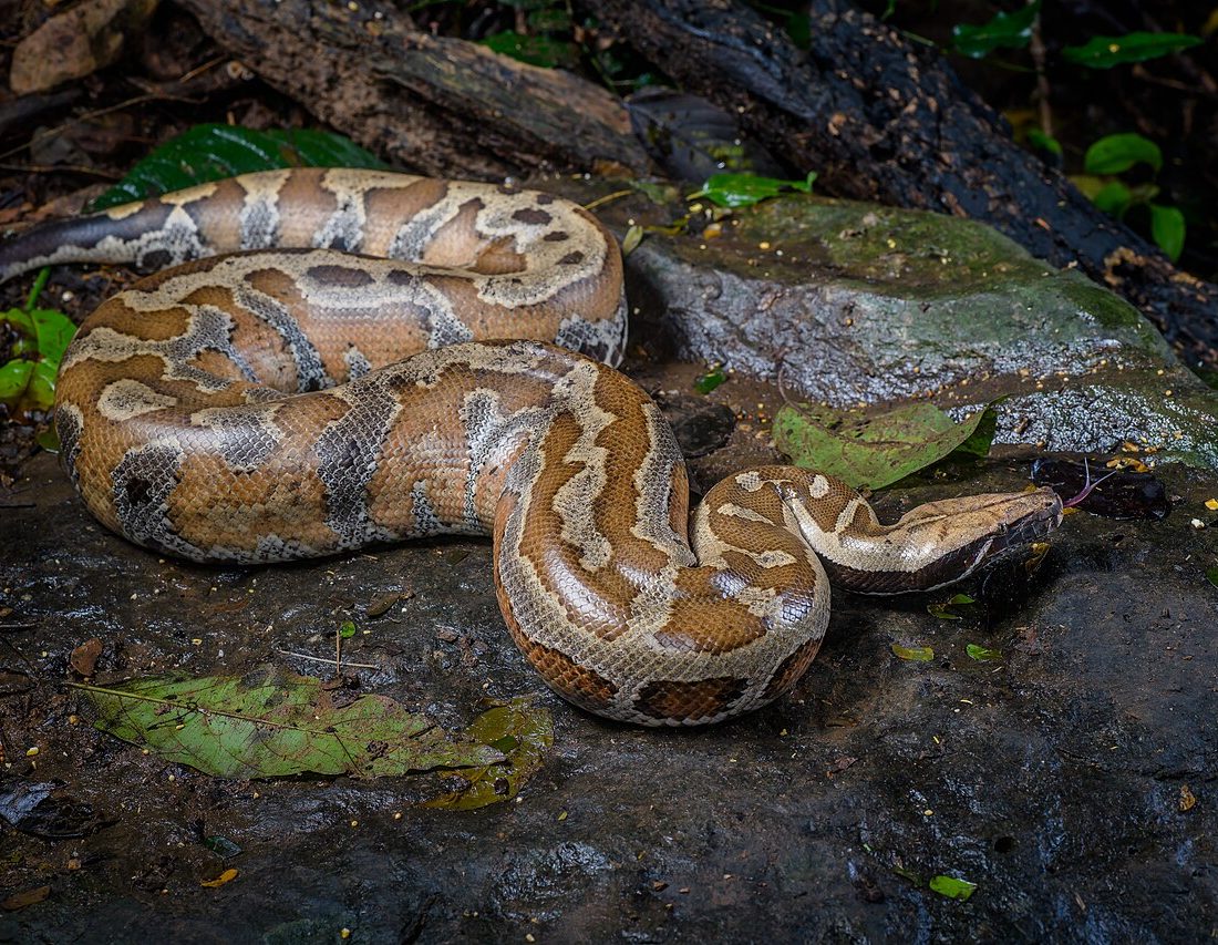 Blood Python reference