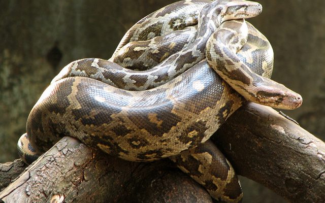 Indian Python reference