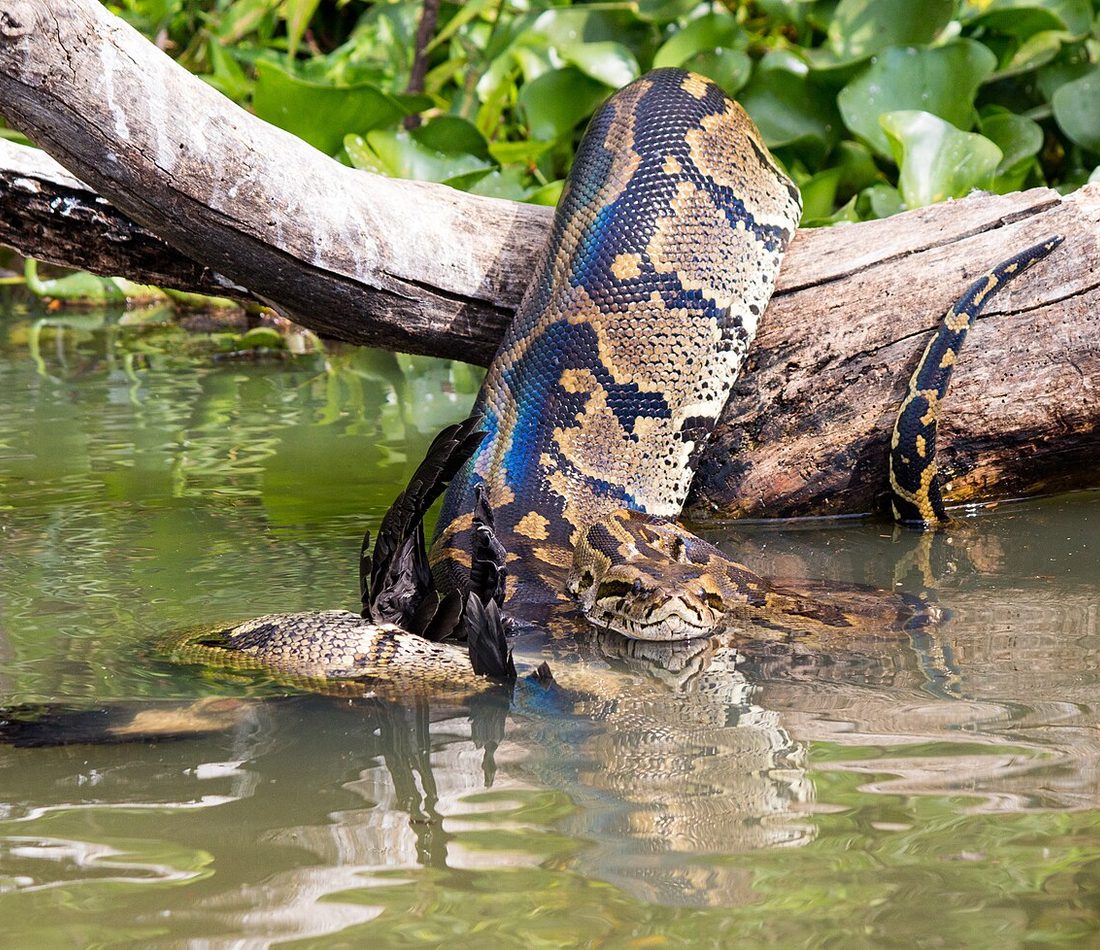 African Rock Python reference