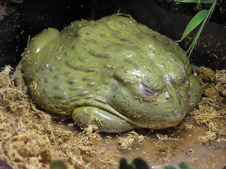 African Bullfrog reference