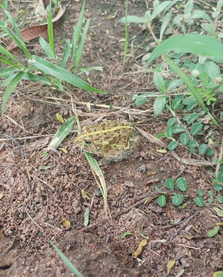 African Bullfrog reference