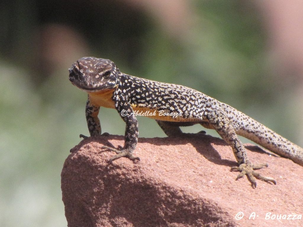 Atlas Day Gecko reference