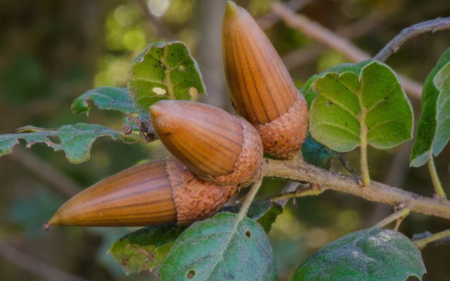 Coast Live Oak reference