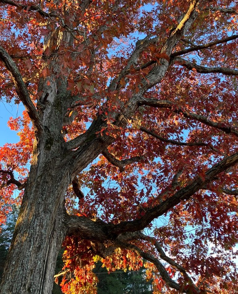 white oak reference