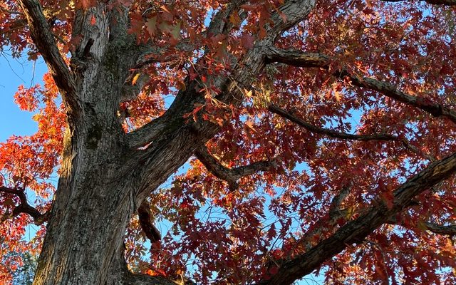 White Oak reference