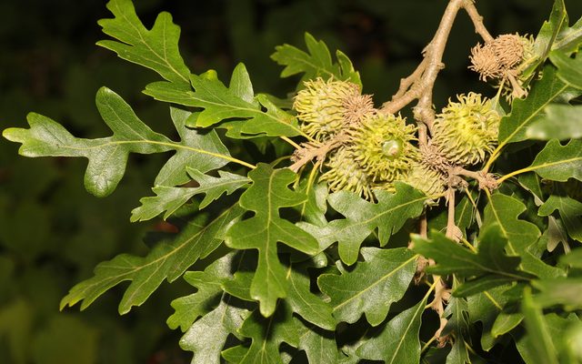 Turkey Oak reference