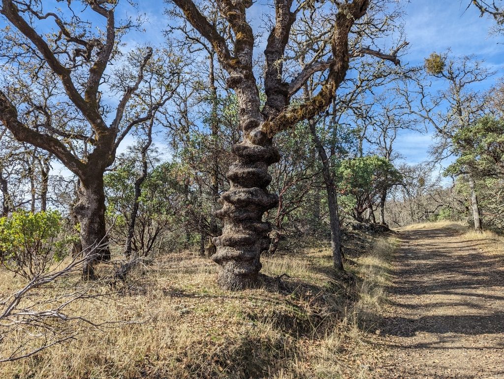 Coast Scrub Oak reference