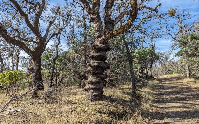 Nuttall's Scrub Oak reference