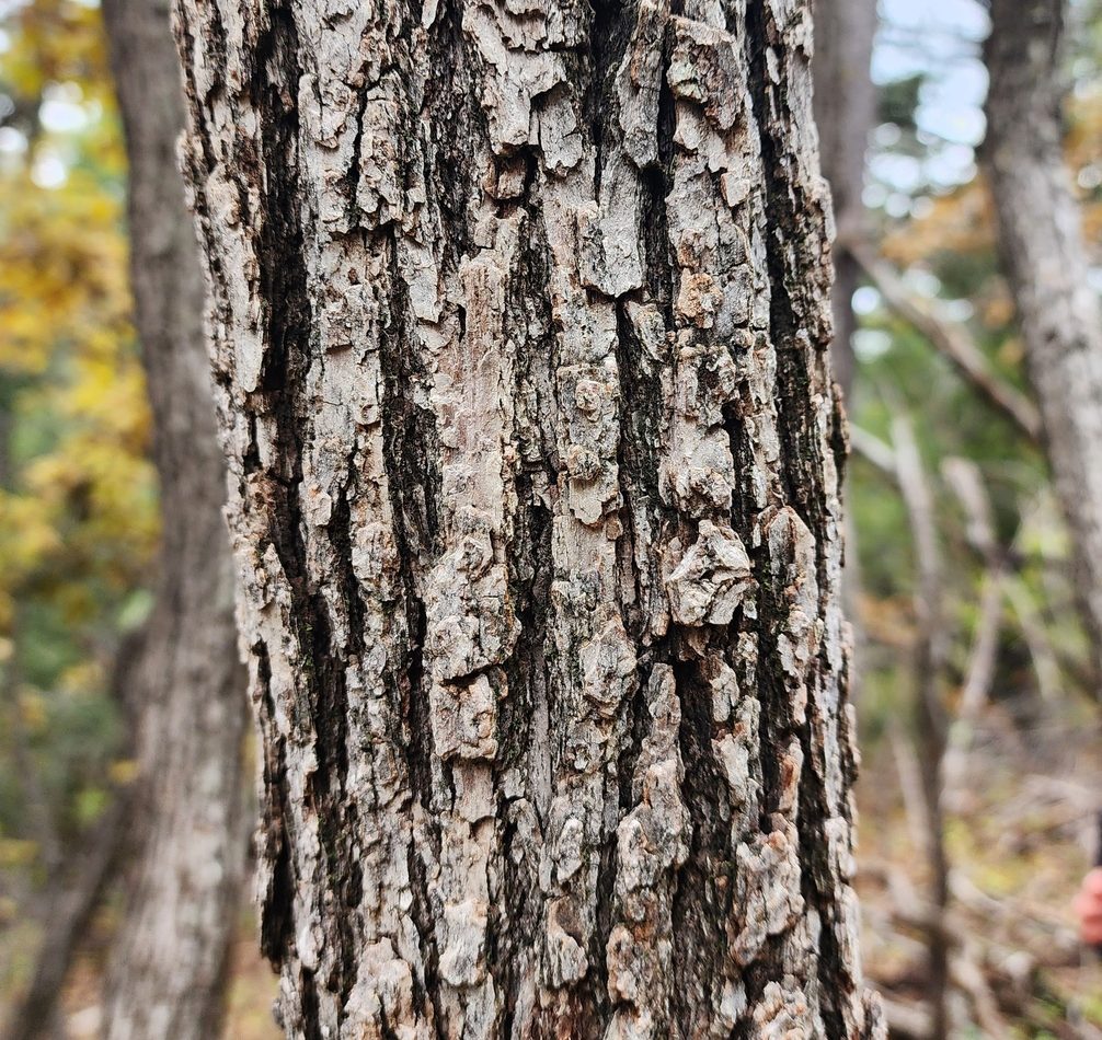 Gambel Oak reference