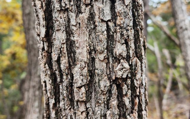 Gambel Oak reference