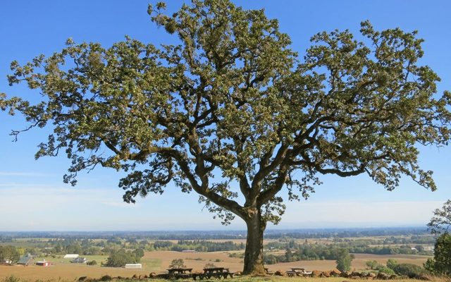 Oregon White Oak reference