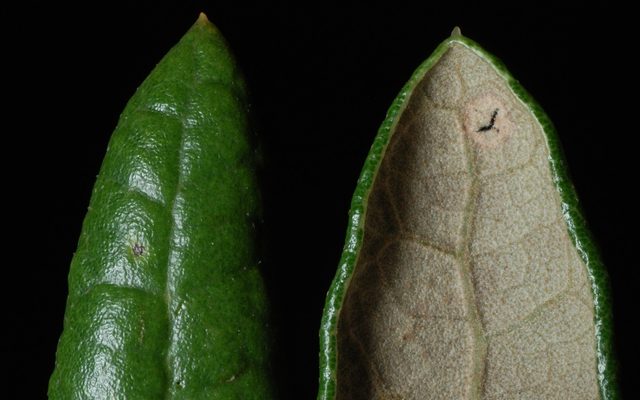 Sand Live Oak reference